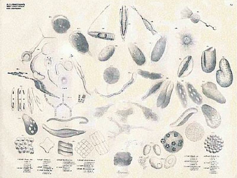 22 05 18 Protozoa Infusoria Monades Wikipedia